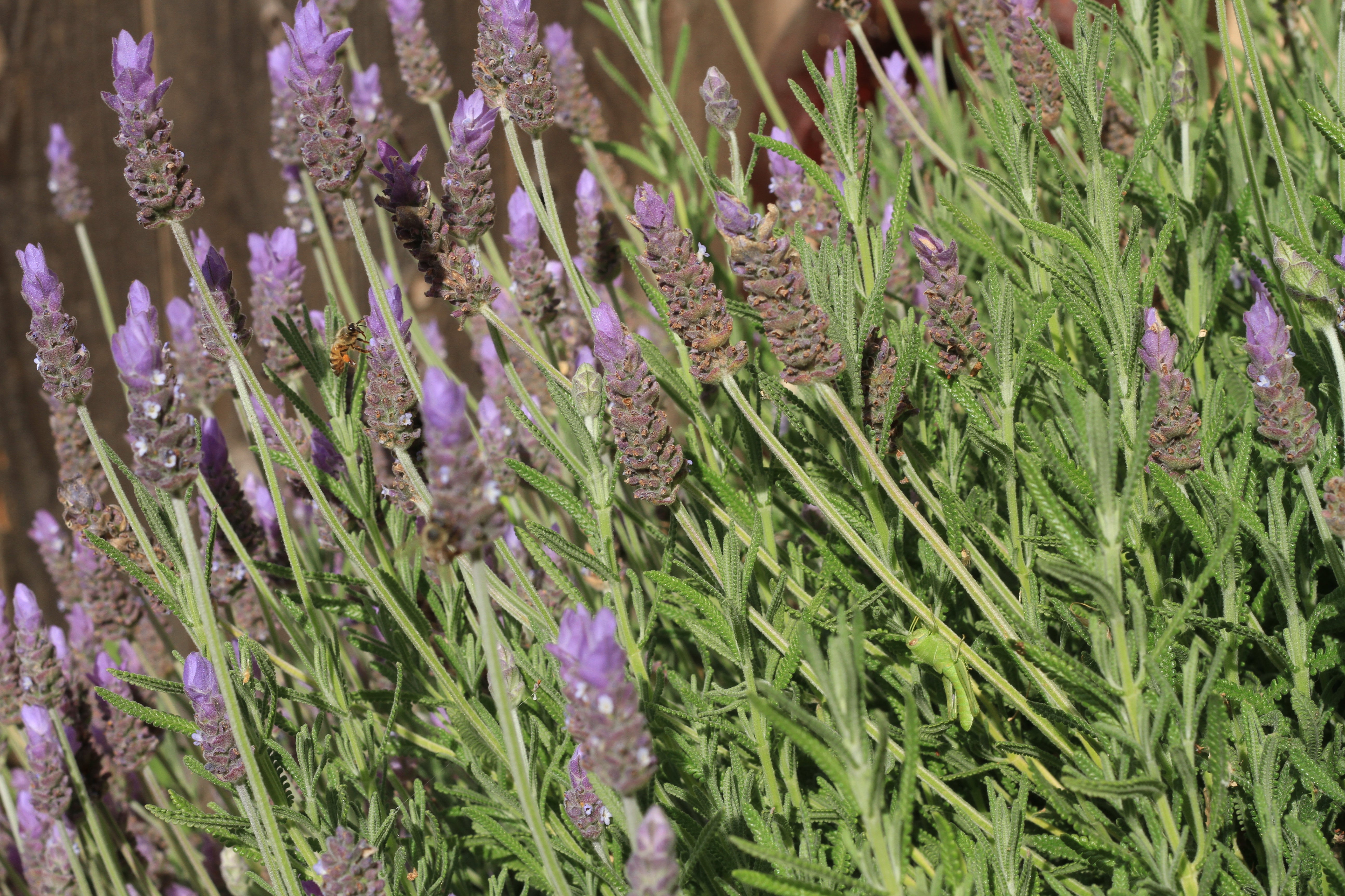 Lavender - A gift for home, brain, and Spirit