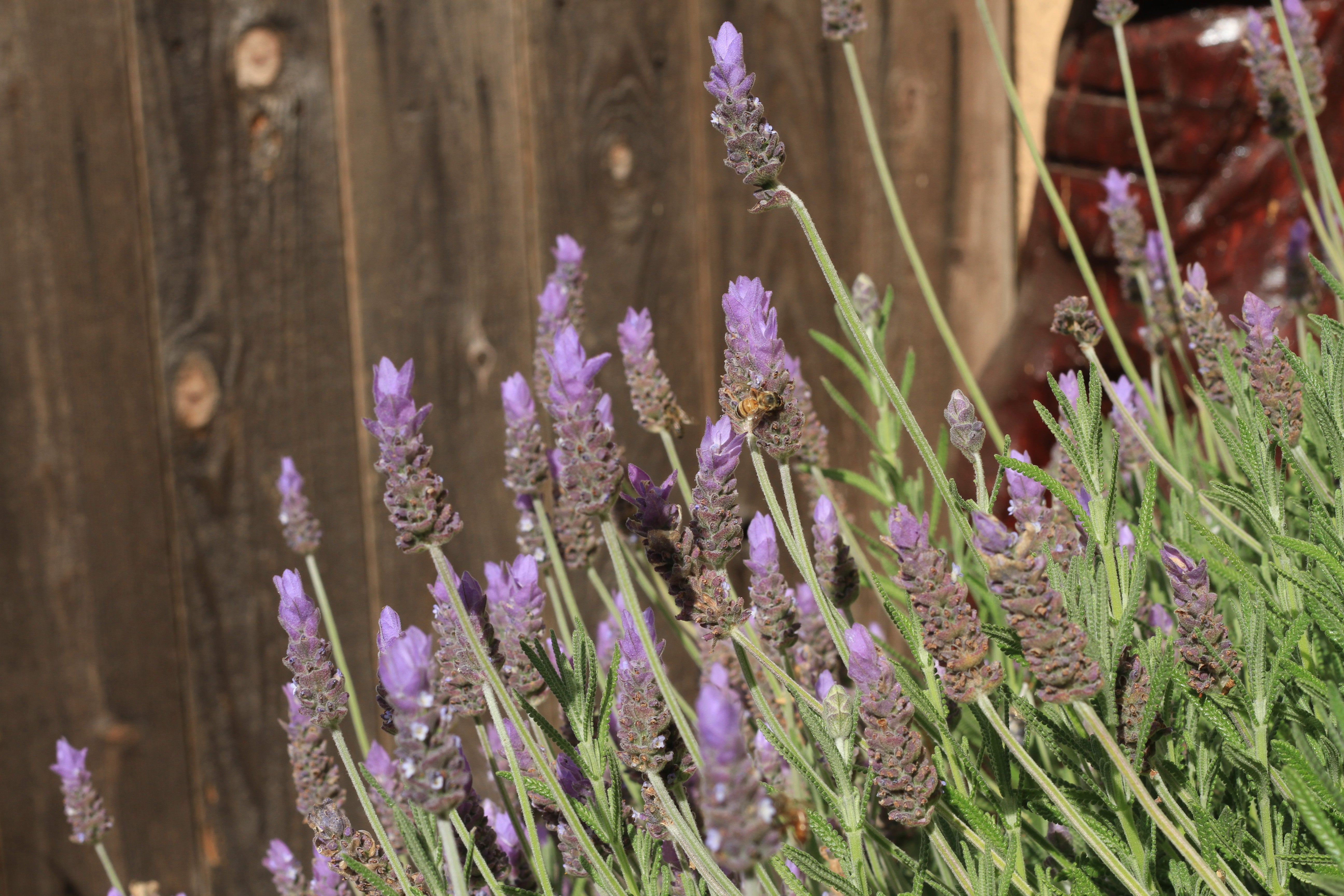 Lavender: A Muse for the Conscious Creative