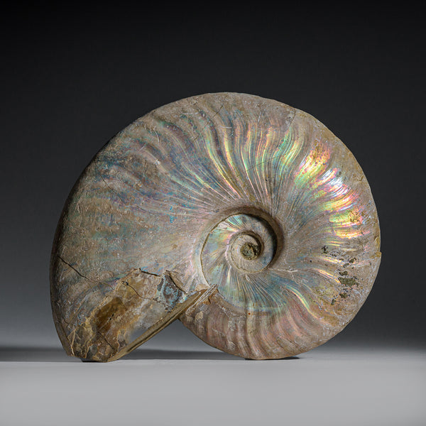 Opalized Ammonite Fossil